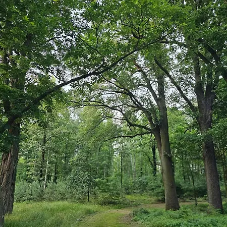 Pod Debami * Mojecice