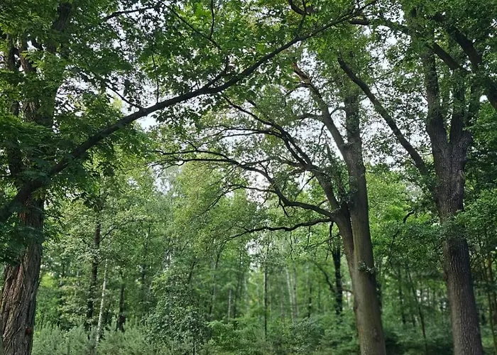 Pod Debami * Mojecice